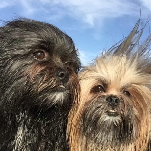 Oscar-and-Charles